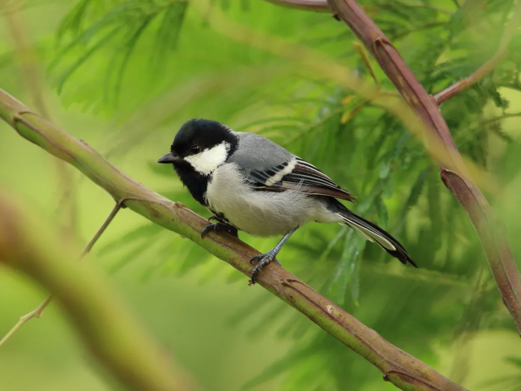 IUCN Contributions for Nature