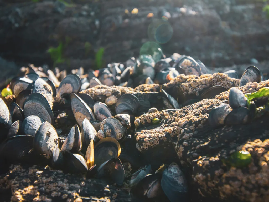 OCEaN Enhancement & Restoration Measures